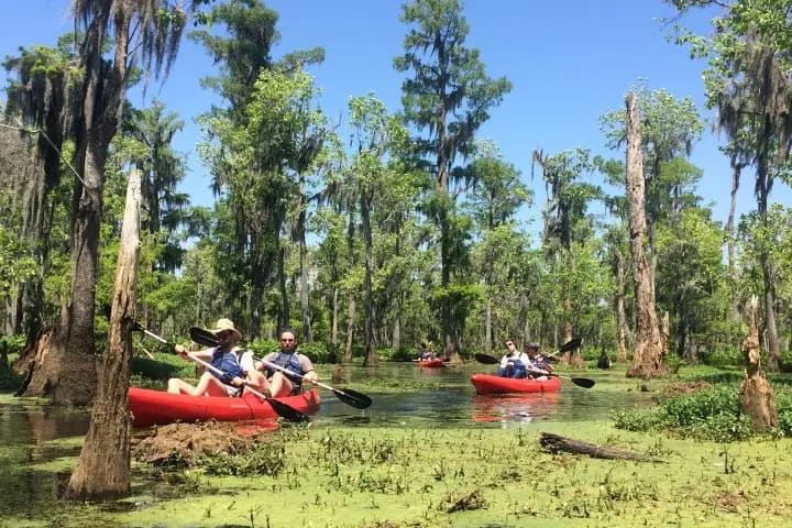Manchac Swamp / Maurepas Swamp WMA
