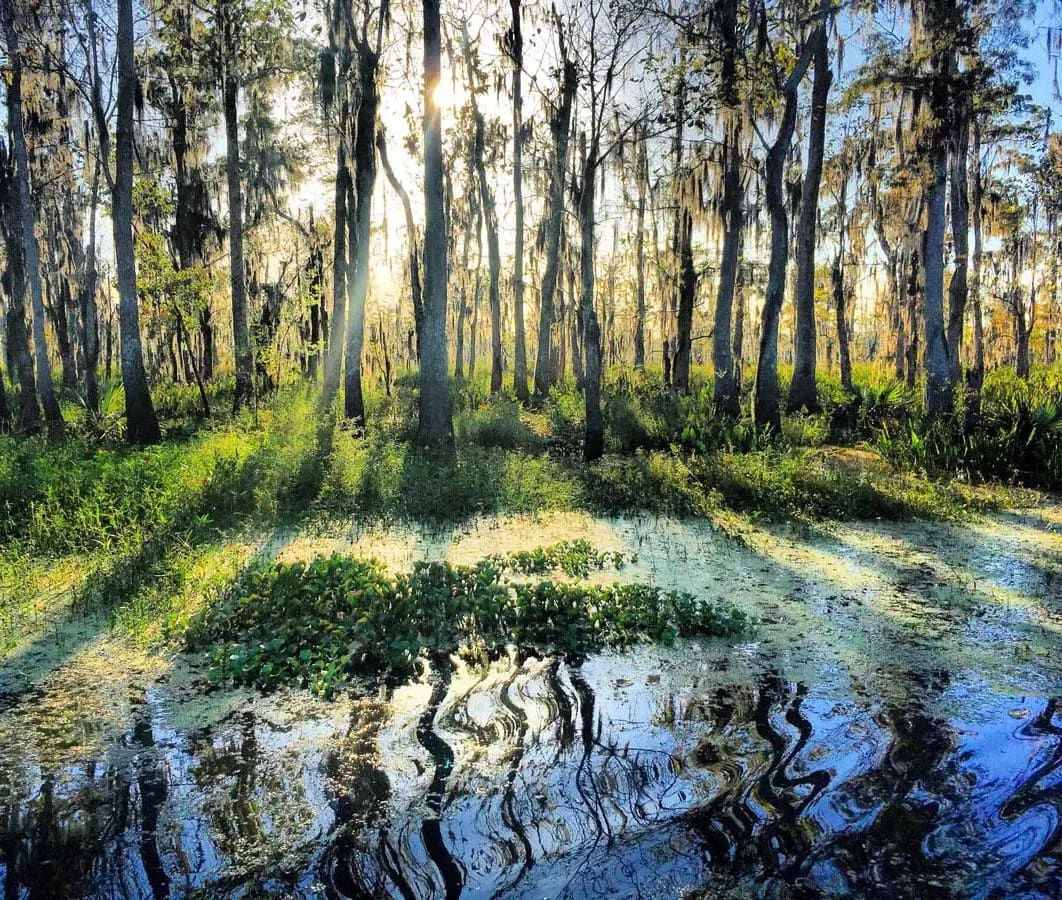 Louisiana swamp near New Orleans