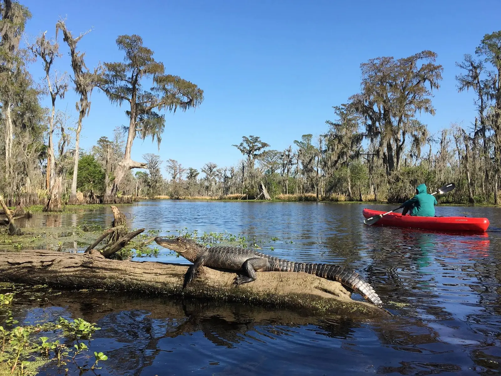 Kayak and swamp tour guests on the water in New Orleans