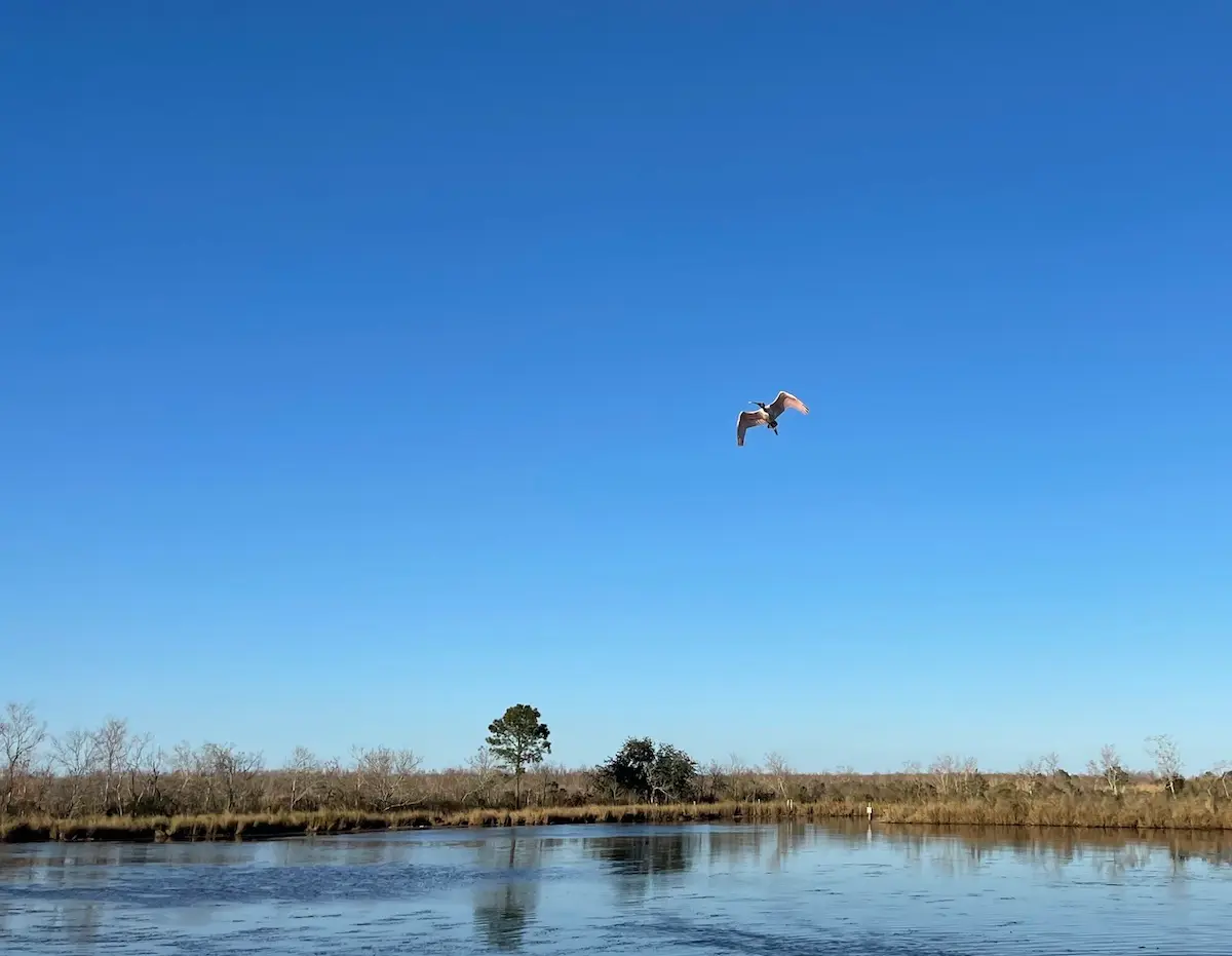 Bayou Bienvenue / Bayou Sauvage NWR