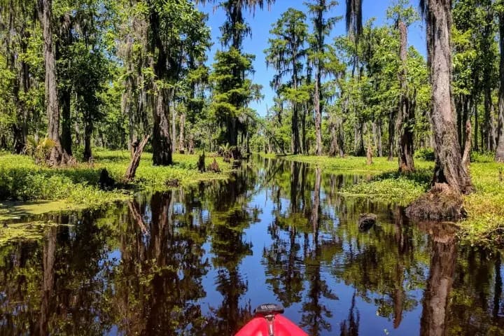 Extended Manchac Swamp Kayak Tour