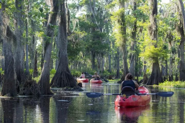 Kayakers paddling through the Manchac Swamp on a guided eco tour