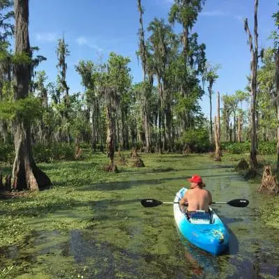 Louisiana Swamp