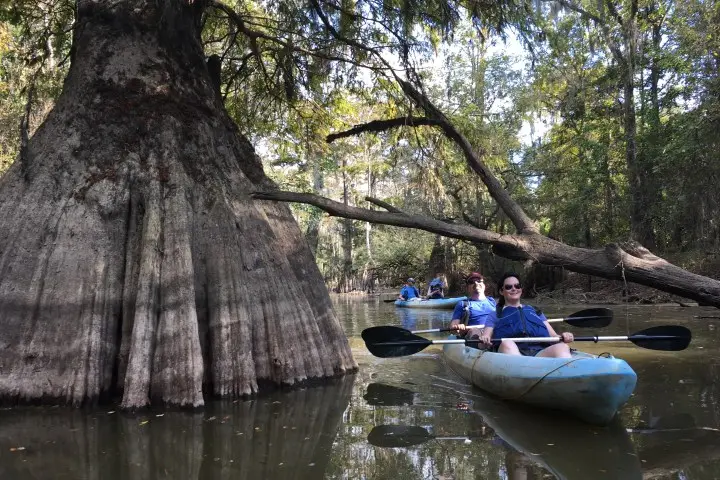 Honey Island Swamp Kayak Tours