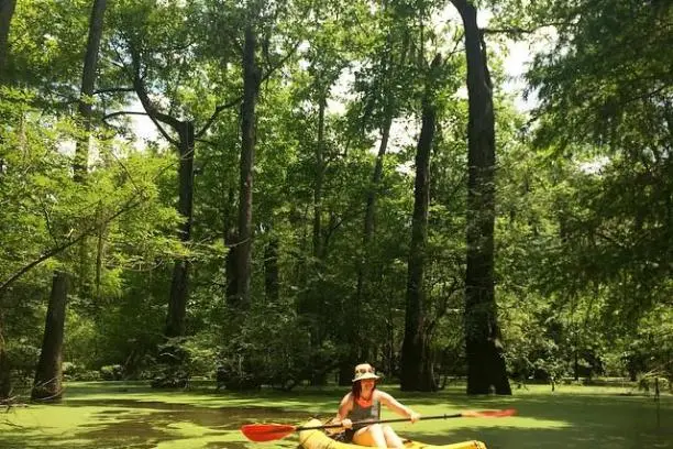 Honey Island Swamp Kayak Tours