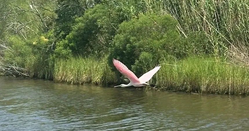 New Orleans Kayak Rental: Self Guided Swamp and Bayou Experience