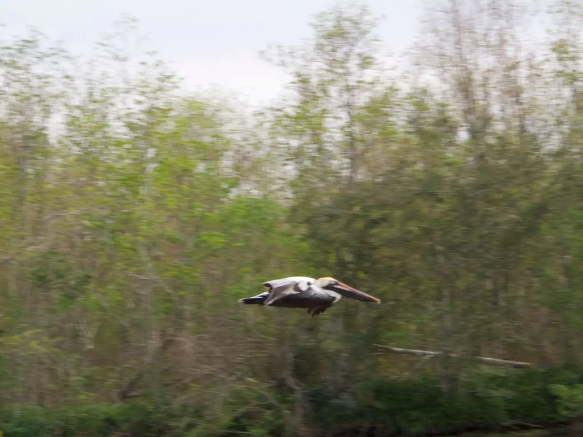 New Orleans Kayak Rental: Self Guided Swamp and Bayou Experience