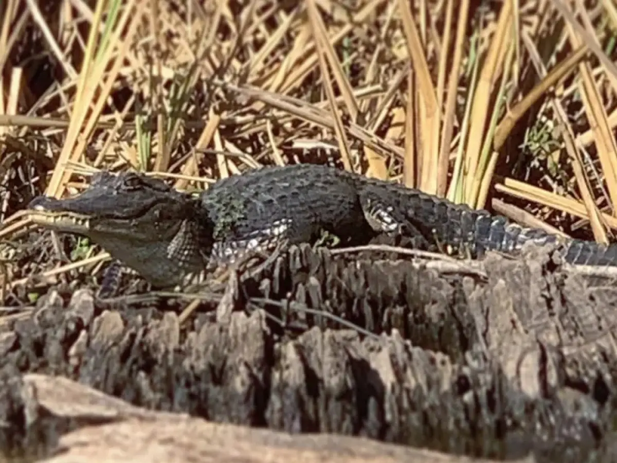 New Orleans Kayak Rental: Self Guided Swamp and Bayou Experience