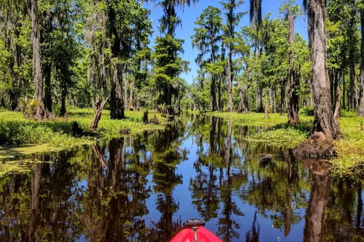 Extended Manchac Swamp Kayak Tour