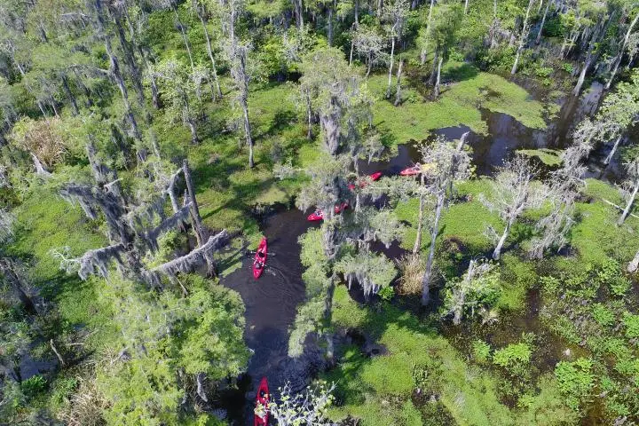 Extended Manchac Swamp Kayak Tour