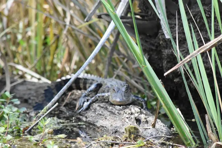 Extended Manchac Swamp Kayak Tour