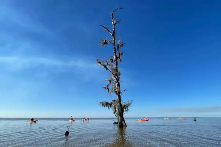 Extended Manchac Swamp Kayak Tour
