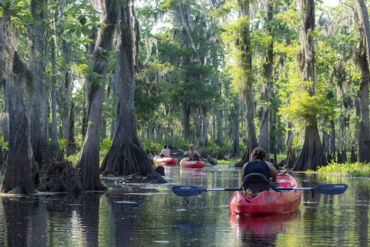 Manchac Swamp Kayak Tour