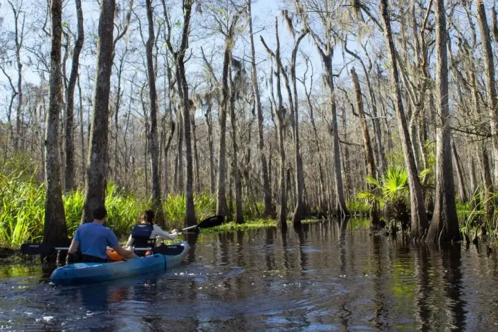 Manchac Swamp Kayak Tour