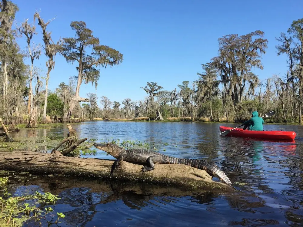 Manchac Swamp Kayak Tour