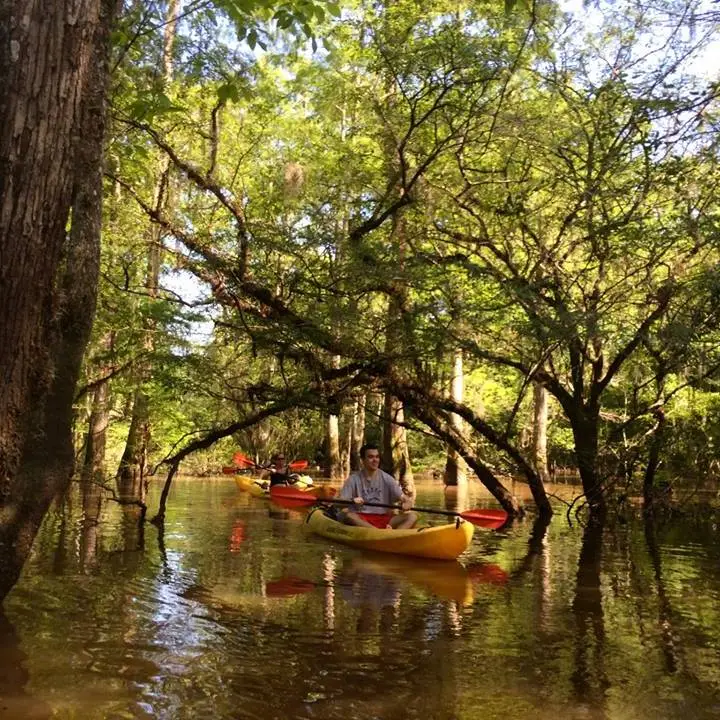 kayaking through a swamp