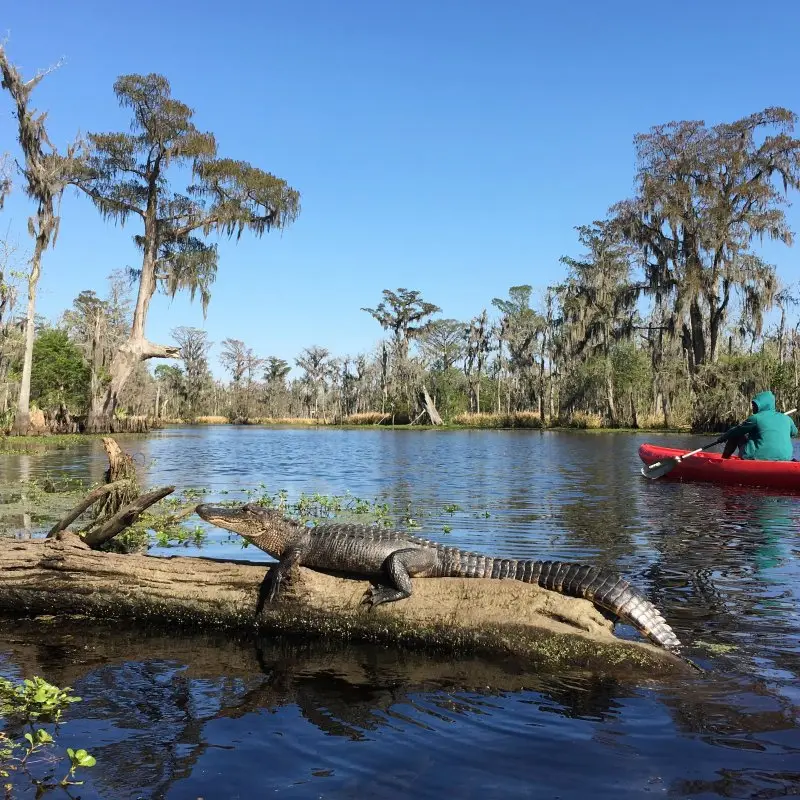 New Orleans swamp tour photo