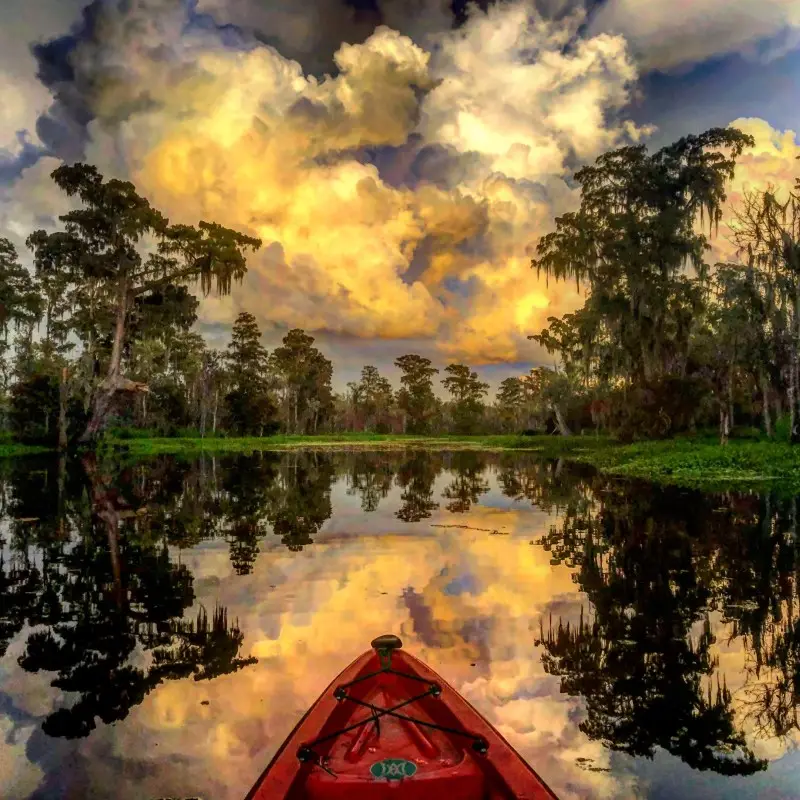 New Orleans swamp tour photo
