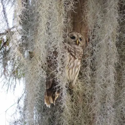 Swamp tour guests enjoying the New Orleans wetlands