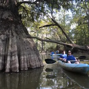 Honey Island Swamp Tour a large cypress tree with a couple kayaking next to it