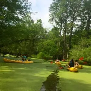 Kayakers on the Honey Island Swamp Tour