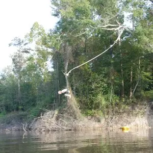 Honey Island Swamp Tour